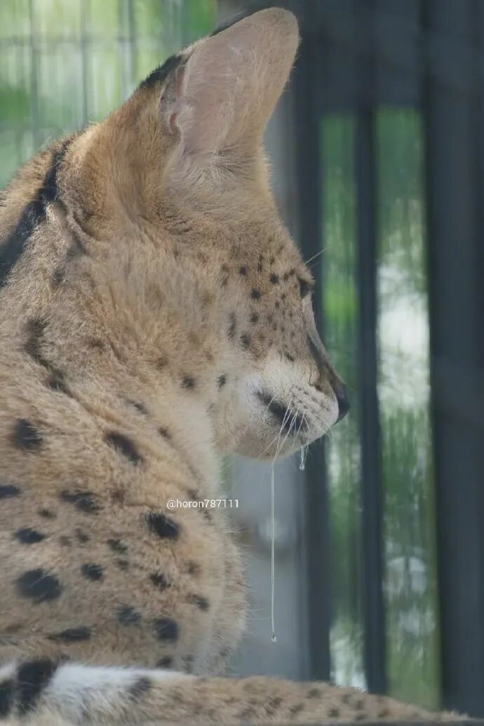 睡觉流口水的薮猫 眉眼邪魅结果长了娃娃脸 不正常人类研究中心 微信公众号文章