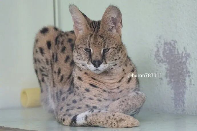 睡觉流口水的薮猫 眉眼邪魅结果长了娃娃脸 不正常人类研究中心 微信公众号文章