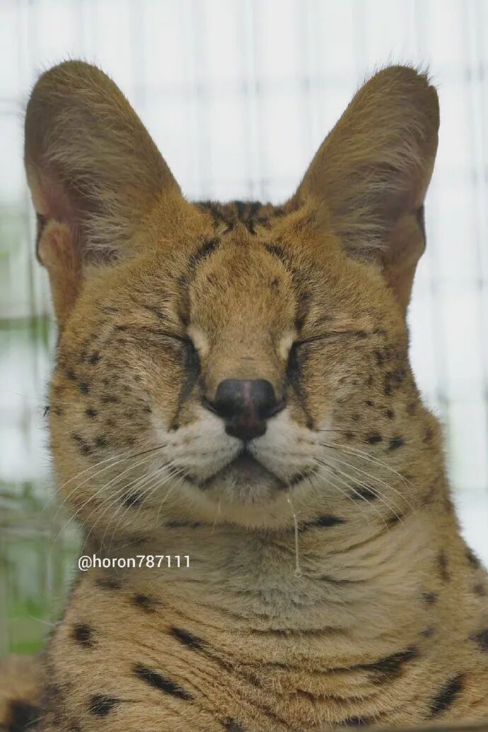 睡觉流口水的薮猫 眉眼邪魅结果长了娃娃脸 不正常人类研究中心 微信公众号文章