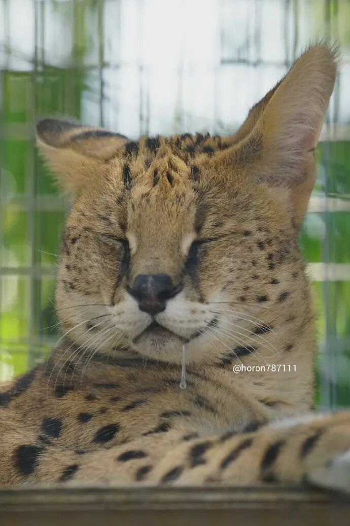 睡觉流口水的薮猫 眉眼邪魅结果长了娃娃脸 不正常人类研究中心 微信公众号文章