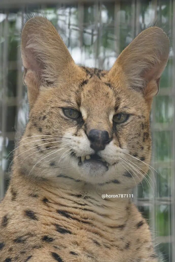 睡觉流口水的薮猫 眉眼邪魅结果长了娃娃脸 不正常人类研究中心 微信公众号文章