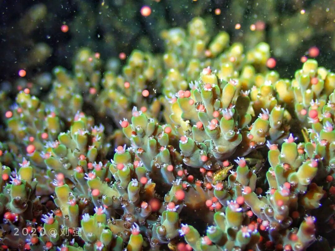 640?wx_fmt=jpeg&wxfrom=5&wx_lazy=1&wx_co=1