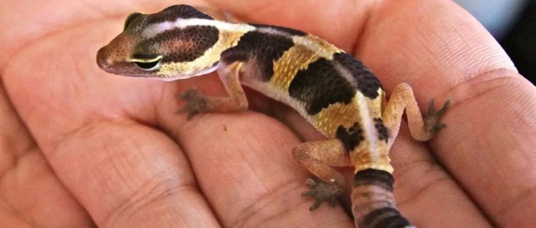 Z世代的异宠热：在沉迷和乱序中火爆？