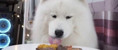 “大胃王”转做宠物吃播短视频：继续吃播带货？