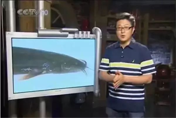 《走近科学》全剧终，母猪深夜惨叫的原因终于找到了！(图27)