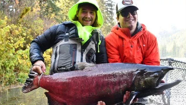 50磅!加拿大卑诗省渔民捕获一条超大三文鱼"the chinook salmon"