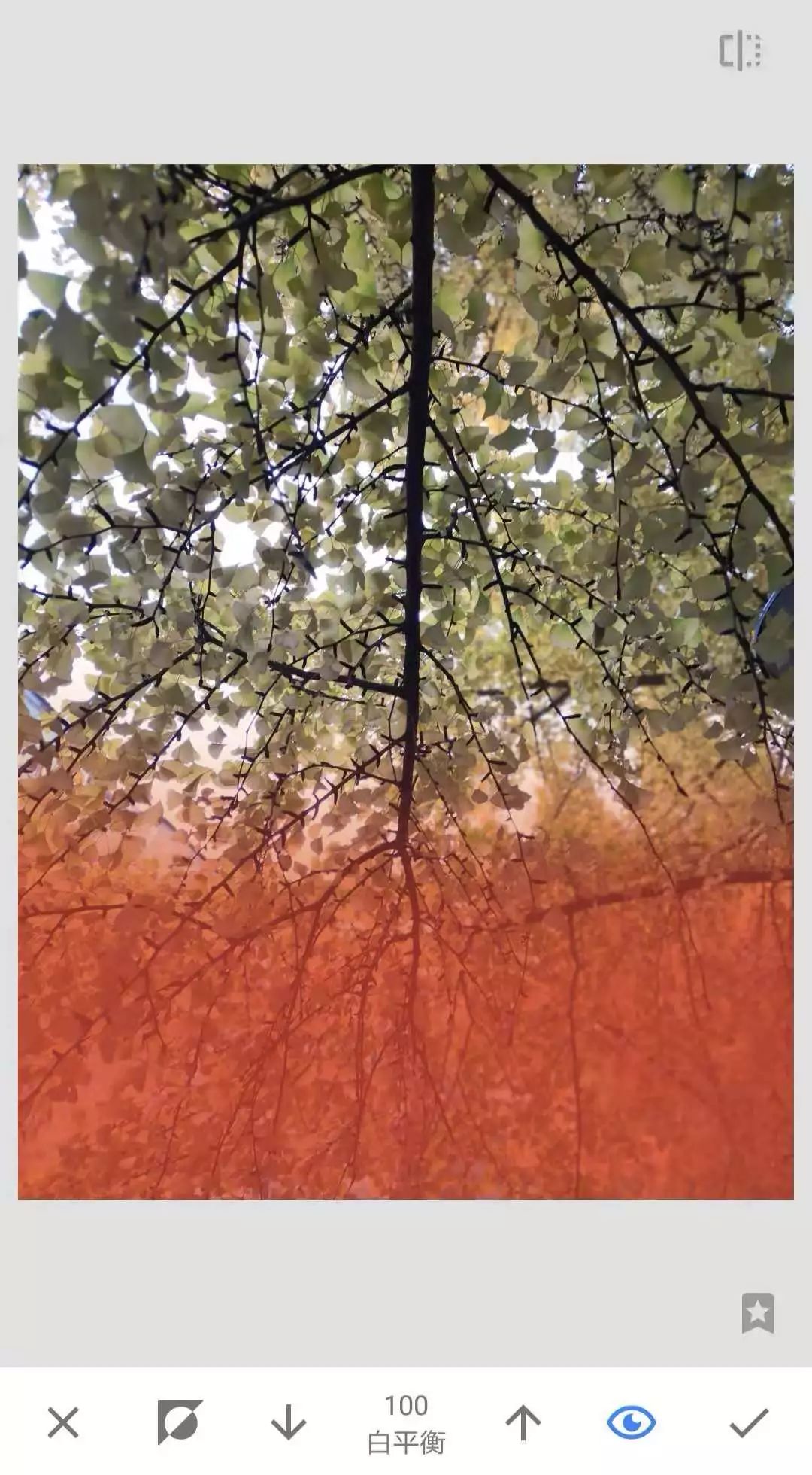 手機修圖 | 如何20秒調出秋天銀杏的黃色 | Snapseed使用方法 科技 第4張