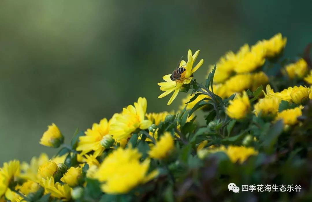 跟菊花仙子一起摘茶菊 品茶香 庆丰收 四季花海生态乐谷 微信公众号文章阅读 Wemp