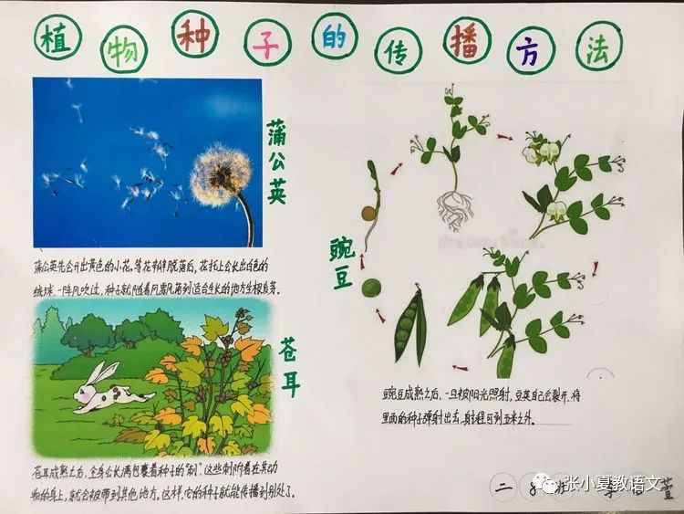 【手工作业】科技手抄报模板、科学手抄报、科技小报、优质种子手抄报