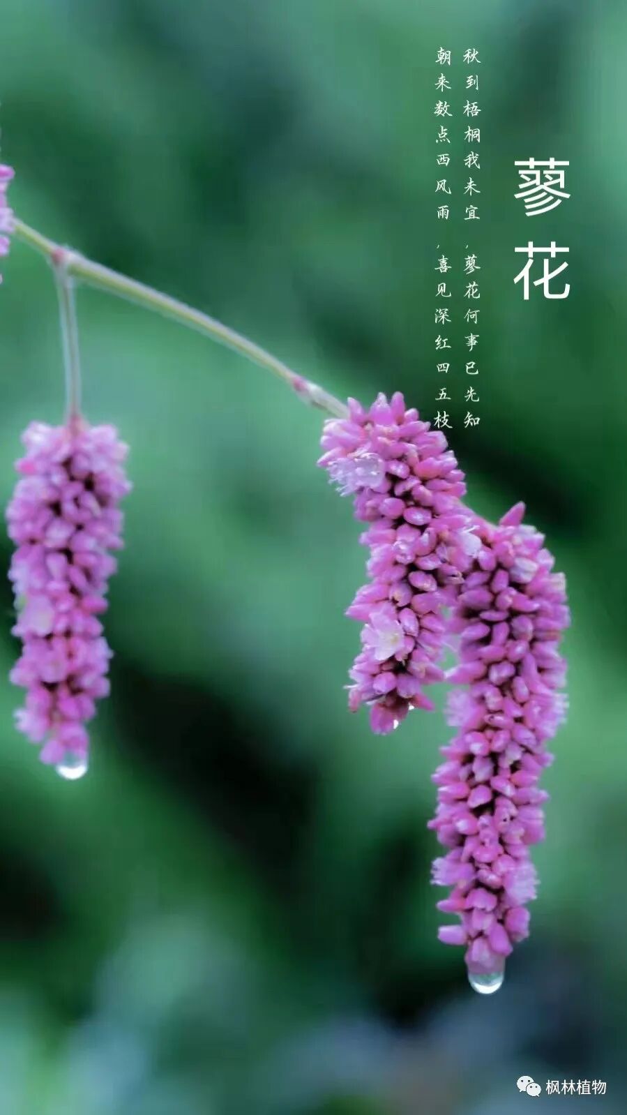 诗词里最美的草 蓼花 全网搜