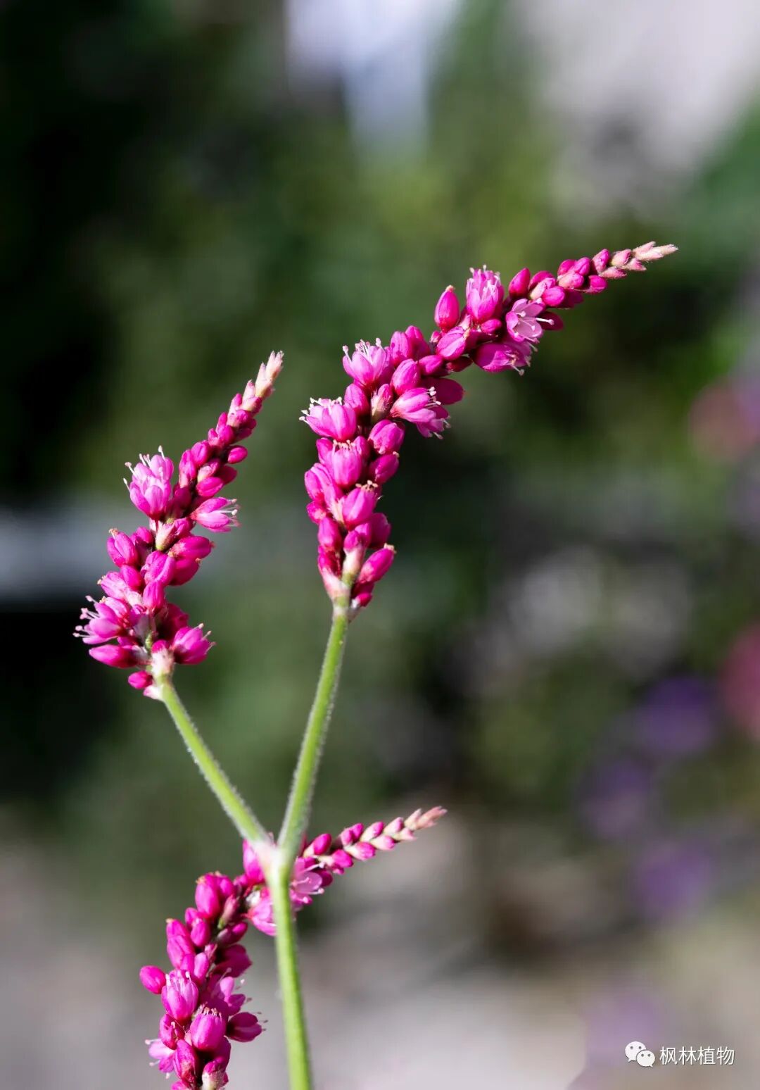 诗词里最美的草 蓼花 全网搜