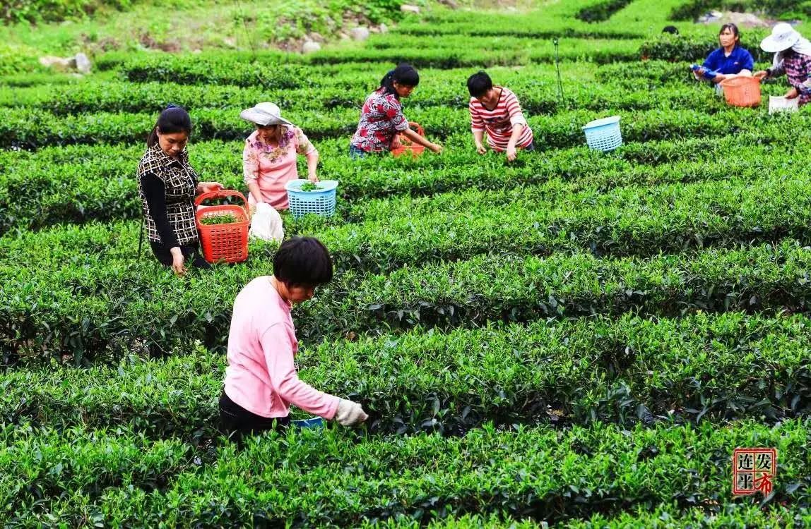 茶葉種植