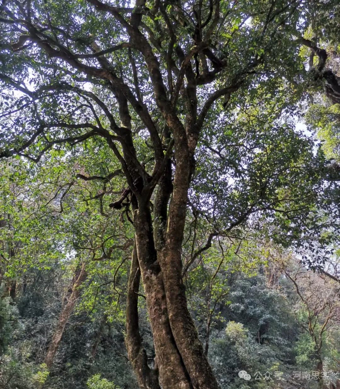 喝生普会伤胃吗？帮你走出普洱茶认识误区｜郭菲【荐读】