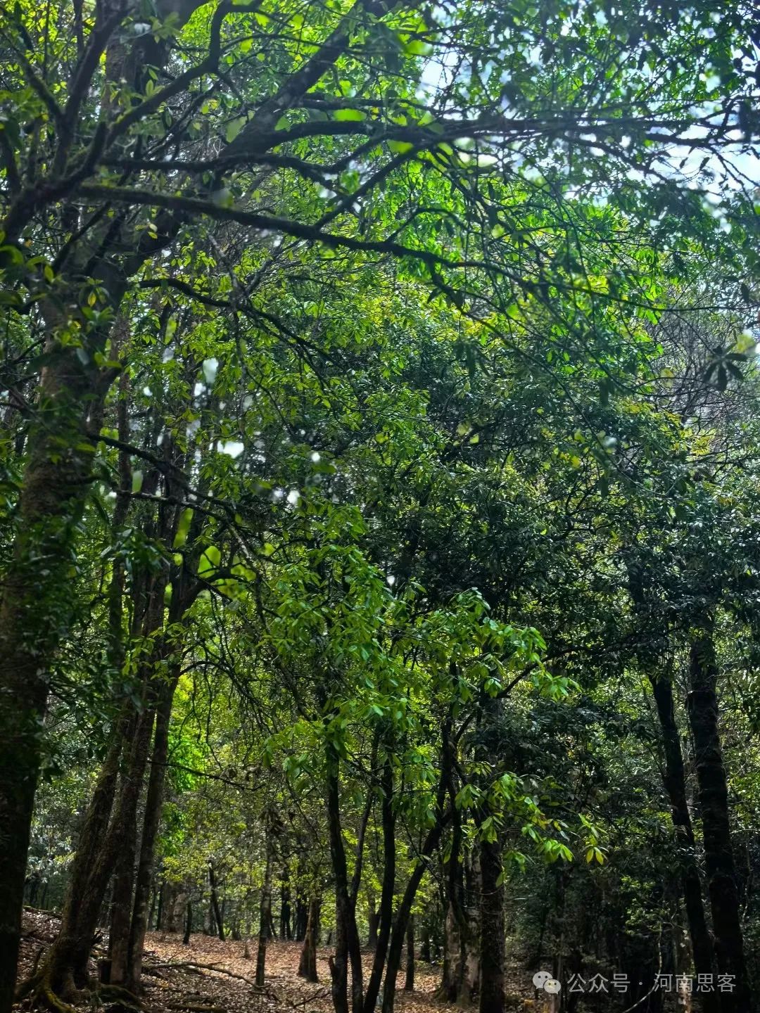 喝生普会伤胃吗？帮你走出普洱茶认识误区｜郭菲【荐读】  第2张