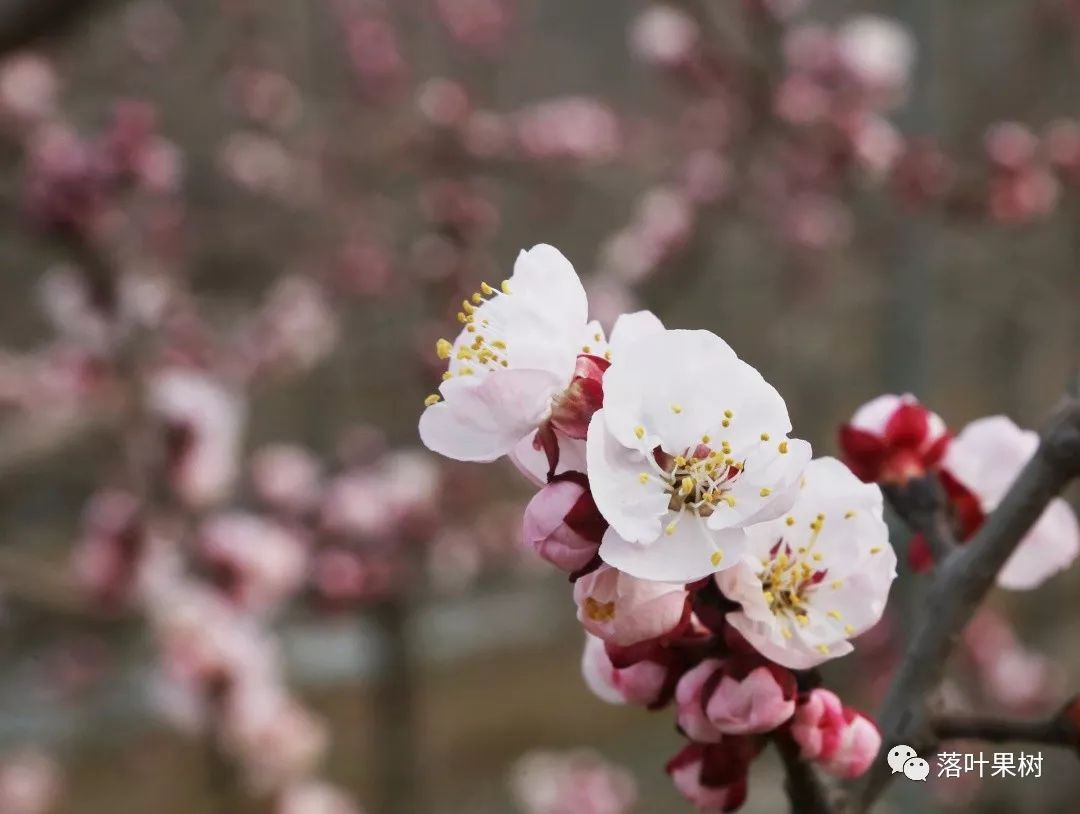 珍珠油杏开花图片图片