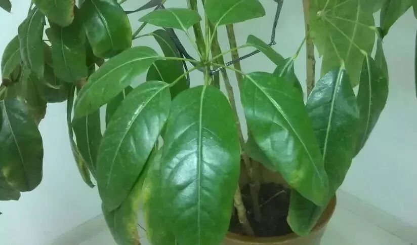 过期的啤酒，用处竟然也这么多？(图4)