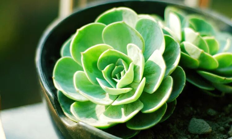 过期的啤酒，用处竟然也这么多？(图10)