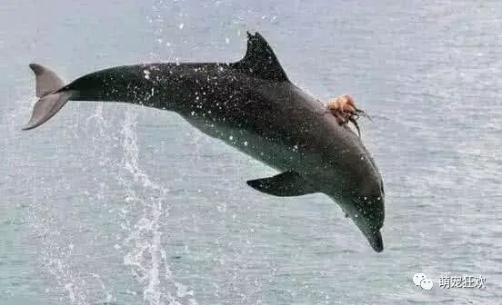 海豚在水中跳来跳去 总感觉背上不太对劲 镜头拉近一看彻底傻眼 说萌宠聊 微信公众号文章阅读 Wemp