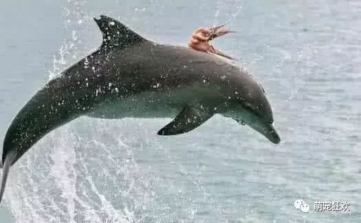 海豚在水中跳来跳去 总感觉背上不太对劲 镜头拉近一看彻底傻眼 说萌宠聊 微信公众号文章阅读 Wemp