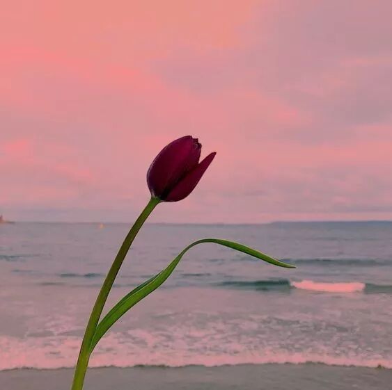 



获得幸福的必要条件
