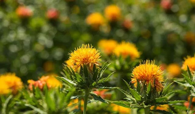 紅花(ベニバナ),学名Carthamus tinctorius,日文中又称末摘花