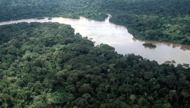 Ituri Forest