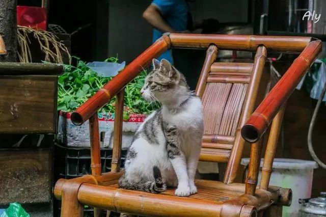 新二村的猫