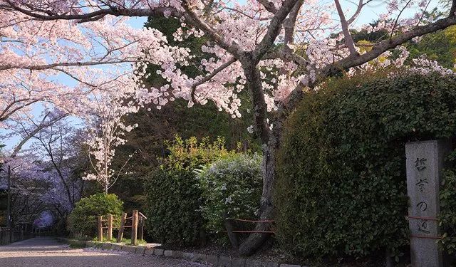 日本京都,哲学之道,春