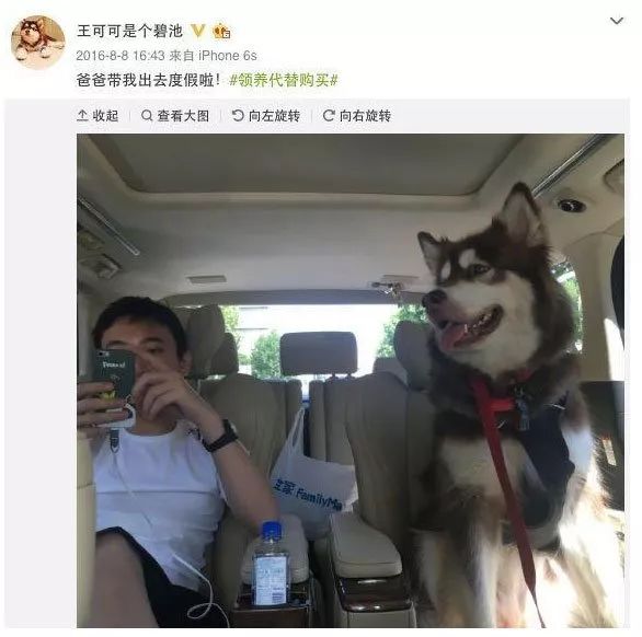 一条明星狗让很多人羡慕的待遇。图源微博