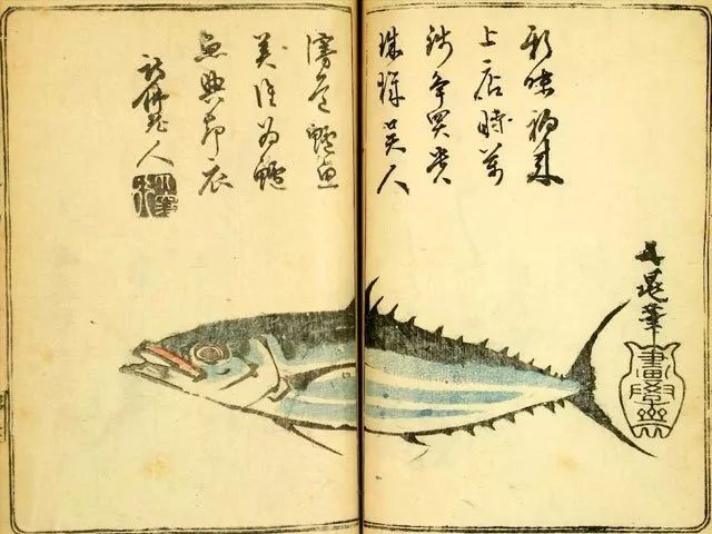 江戸時代《料理通》中的初鰹