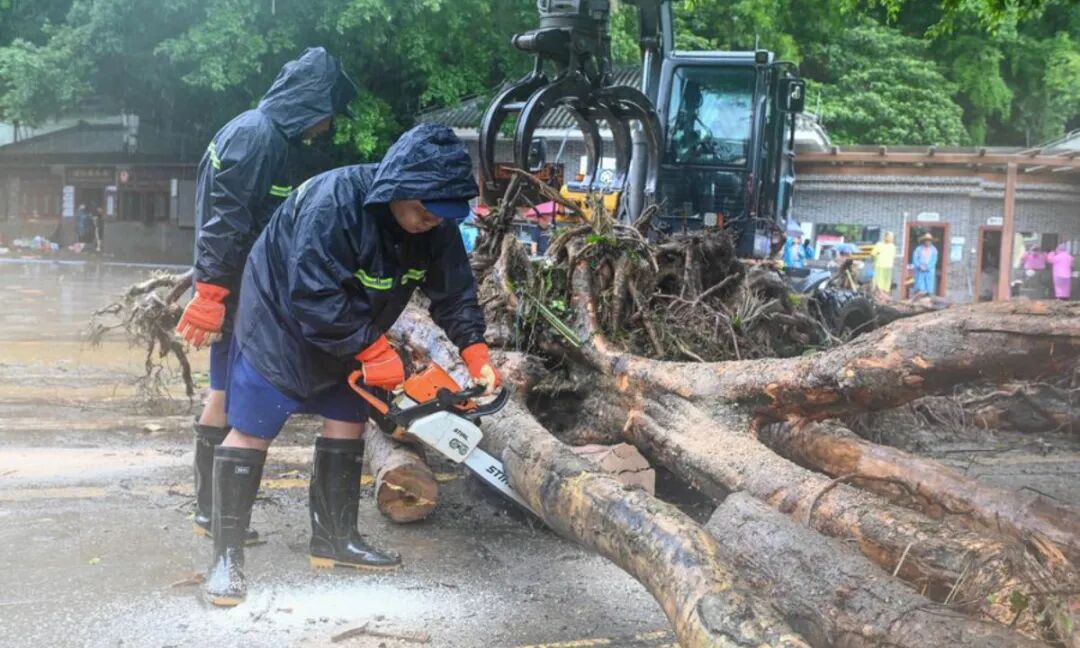 Staff members cut a flood-toppled tree with a chainsaw in Dinghu District of Zhaoqing City, south China's Guangdong Province, Aug. 6, 2025. (Xinhua/Xiao Ennan)