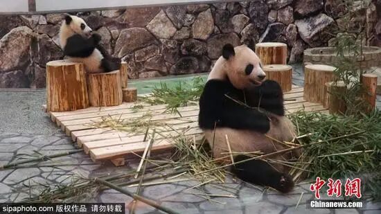 Giant Panda Liang Bang (R)