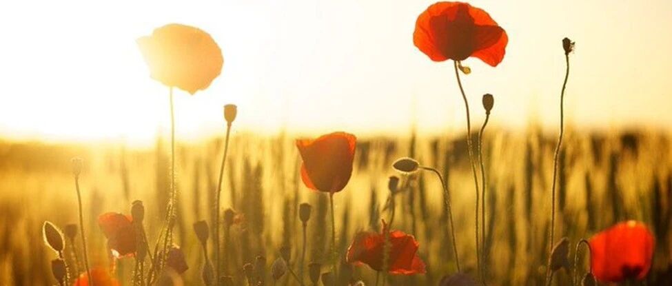 数字疗法帮助癌症患者随访疾病和提高健康生活质量