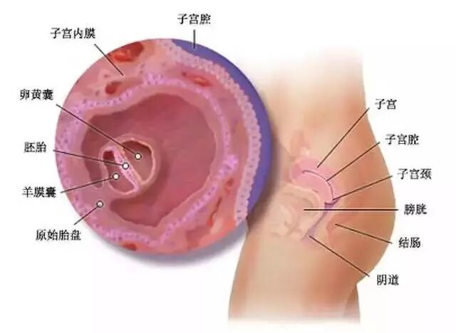 胎儿发育过程全40周每周图解，让你随时了解胎宝宝发育情况