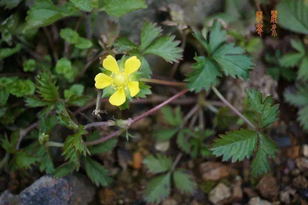 农村田埂边常见的小龙芽也叫解毒草，药用价值这么高，你认识吗？