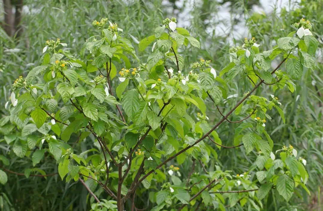 大葉樹綠植_白蠟杆樹大葉白蠟小葉白蠟區別_大葉常見綠植