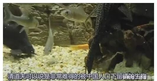 中国吃货都没敢下嘴的鱼类 却被印度人吃到濒临灭绝 网友 优秀 早餐好好吃 微信公众号文章阅读 Wemp