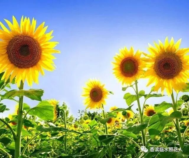 【成长的滋味——初中作文】闫俊杰《望》——围绕中心意思写（5）