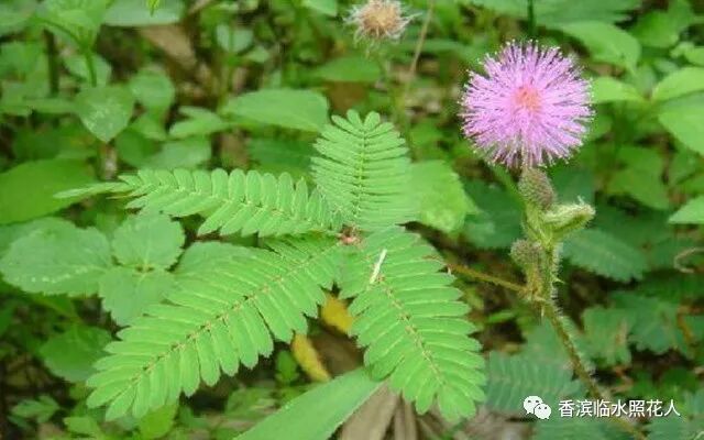 【思维导图“画”作文——我们眼中的缤纷世界】三年金宛宣《我的植物朋友——含羞草》（二十五）