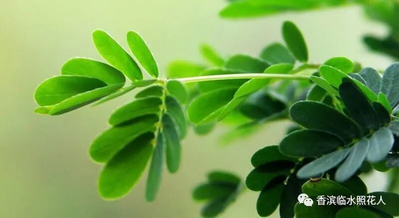 【思维导图“画”作文——我们眼中的缤纷世界】三年金宛宣《我的植物朋友——含羞草》（二十五）