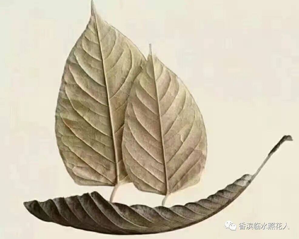 【思维导图“画”作文】刘承溪《假如我有一支马良的神笔》(七) 图片