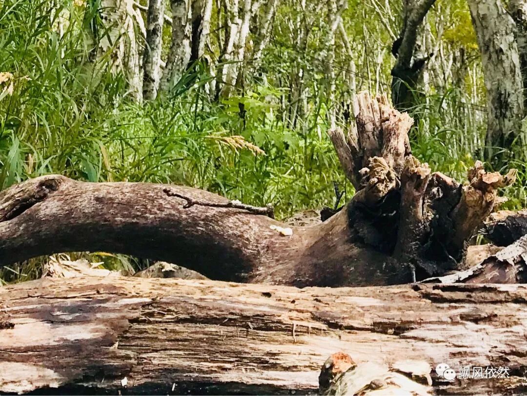 生命的温床 飒风依然 微信公众号文章阅读 Wemp