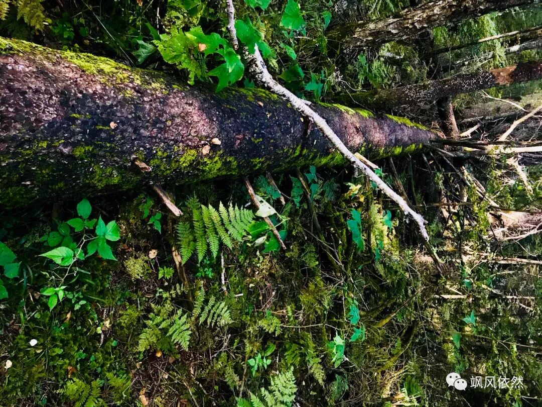 生命的温床 飒风依然 微信公众号文章阅读 Wemp