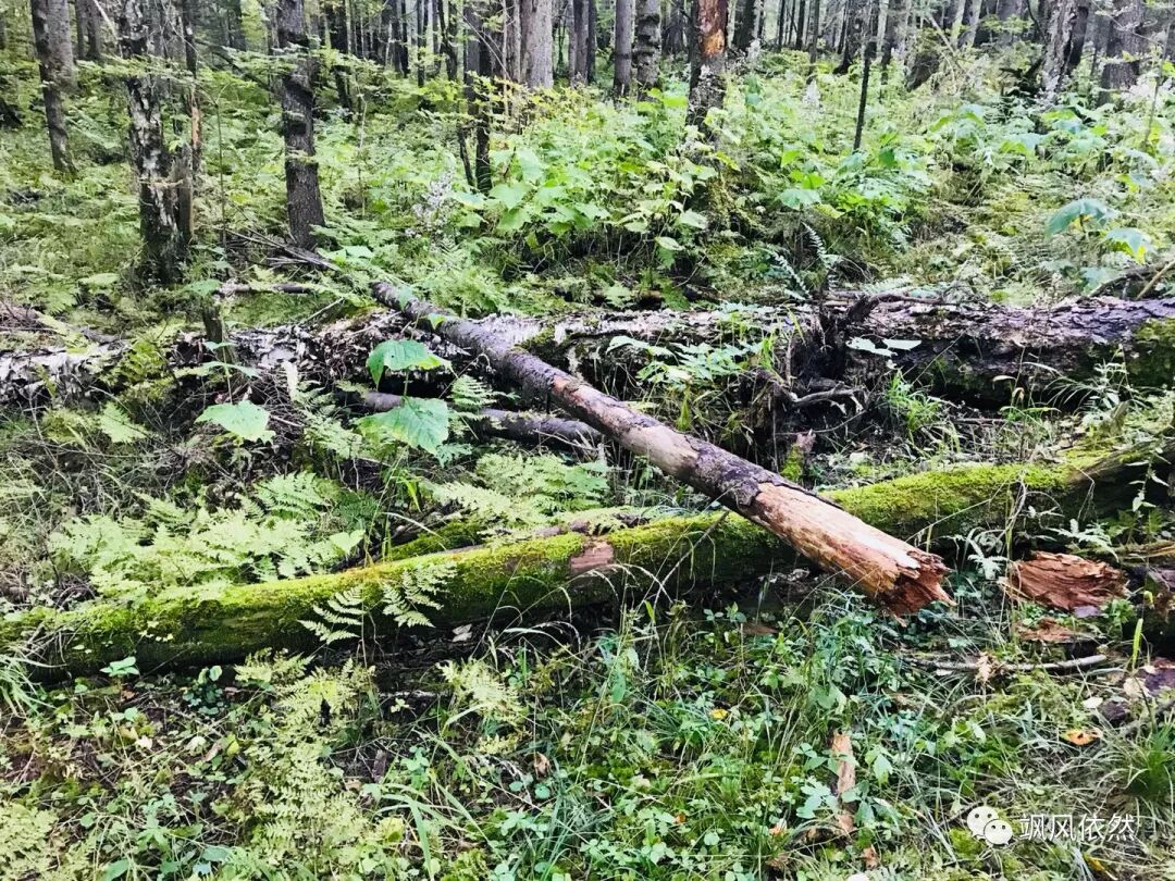 生命的温床 飒风依然 微信公众号文章阅读 Wemp