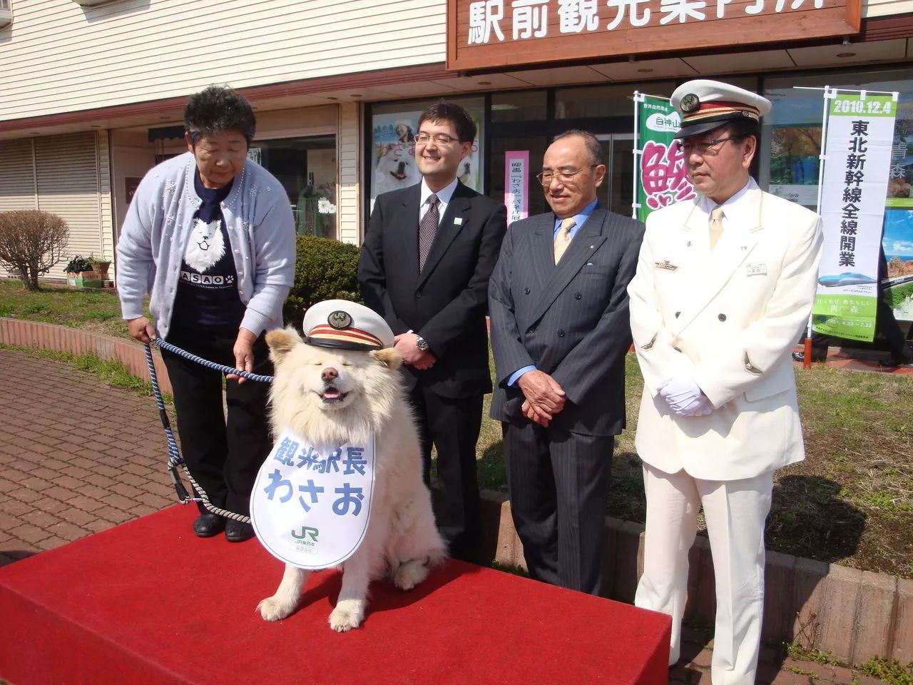 一人一犬相依11年 如今這隻日本白秋田對空悲嚎 奶奶去哪了 看的人眼淚直流 新鮮日本 微文庫