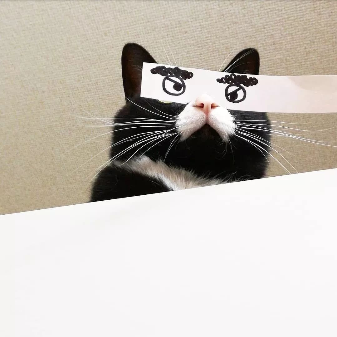 日本一只嘴上有心心的網紅貓咪，卻被鏟屎官做成了表情包… 萌寵 第13張
