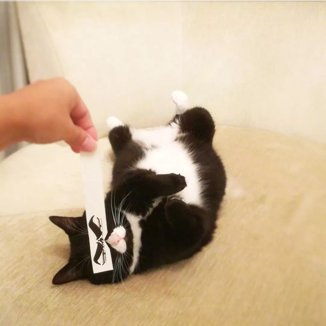 日本一只嘴上有心心的網紅貓咪，卻被鏟屎官做成了表情包… 萌寵 第7張
