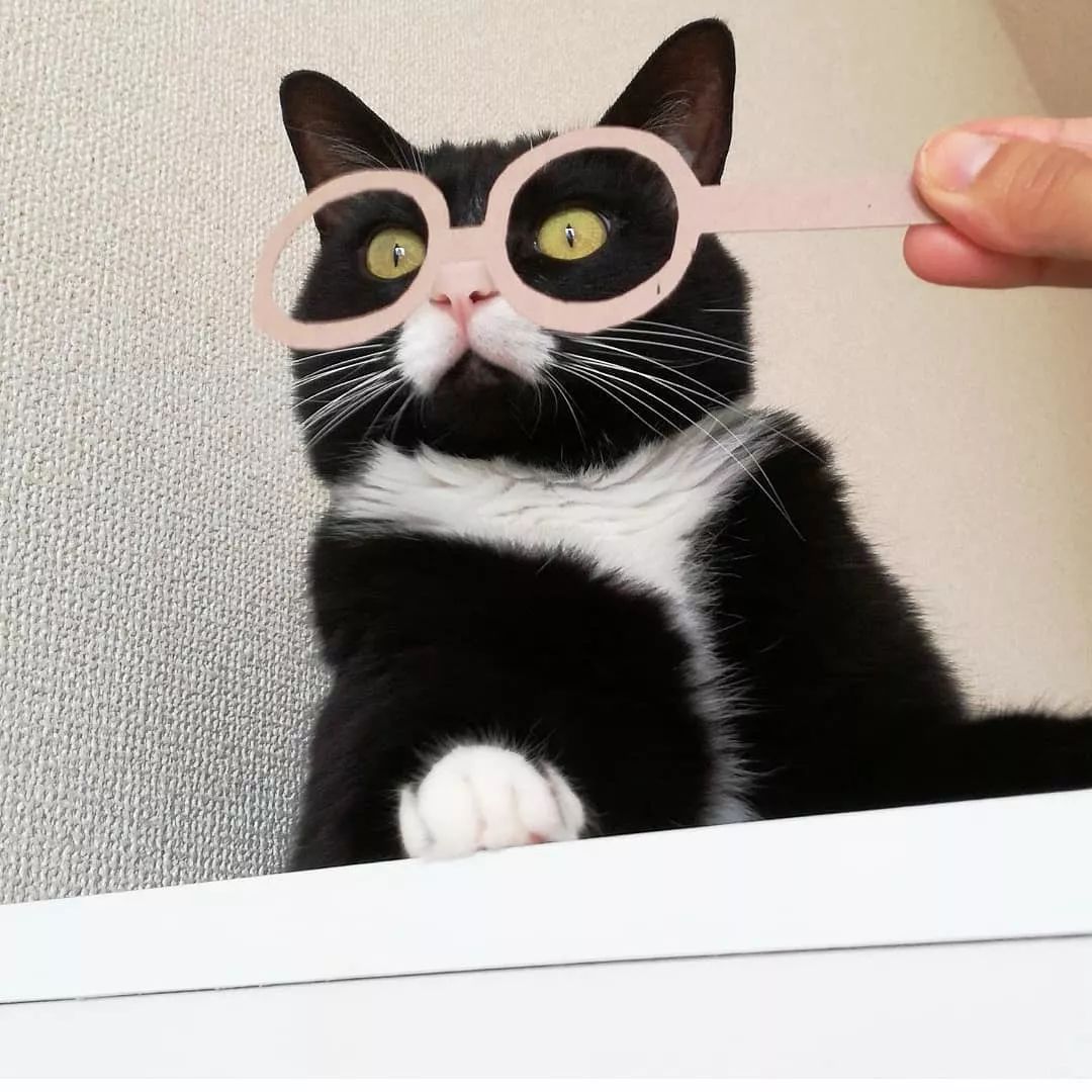 日本一只嘴上有心心的網紅貓咪，卻被鏟屎官做成了表情包… 萌寵 第17張
