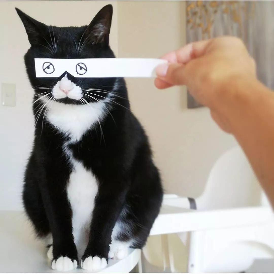 日本一只嘴上有心心的網紅貓咪，卻被鏟屎官做成了表情包… 萌寵 第9張