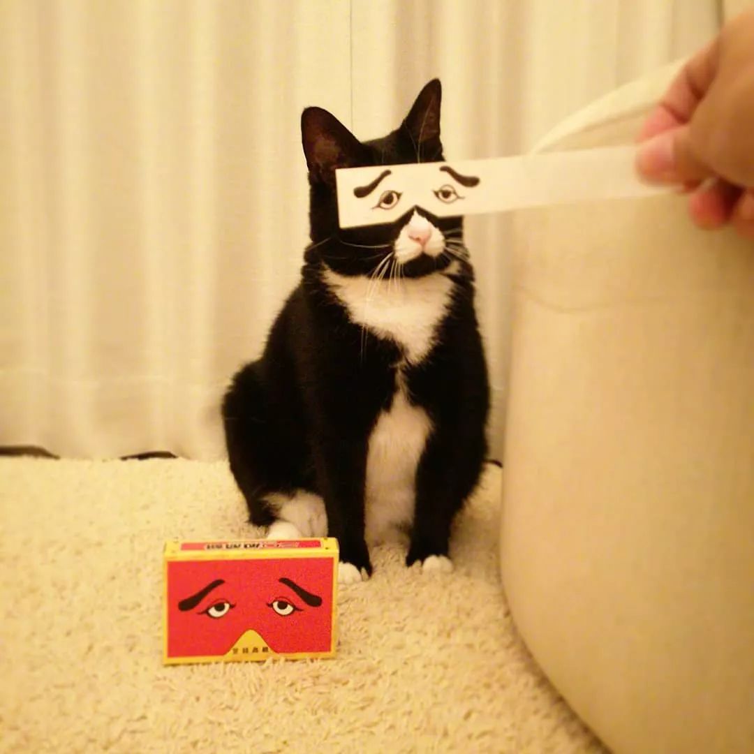 日本一只嘴上有心心的網紅貓咪，卻被鏟屎官做成了表情包… 萌寵 第21張